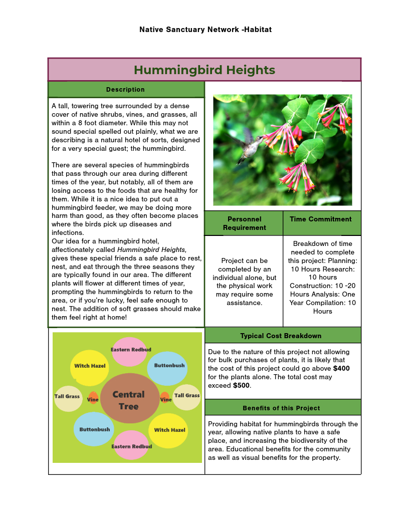 hummingbird feeding