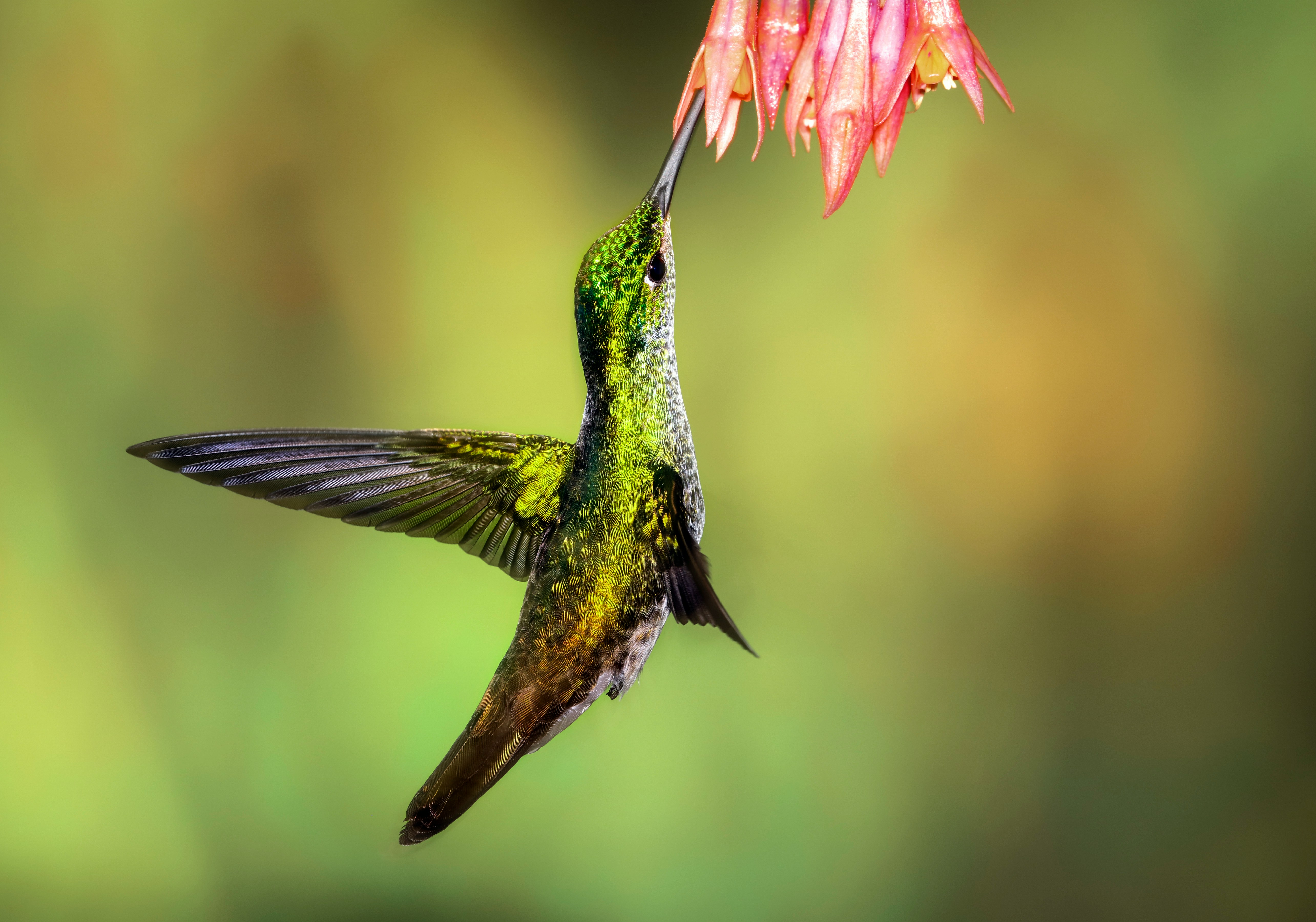 hummingbird feeding