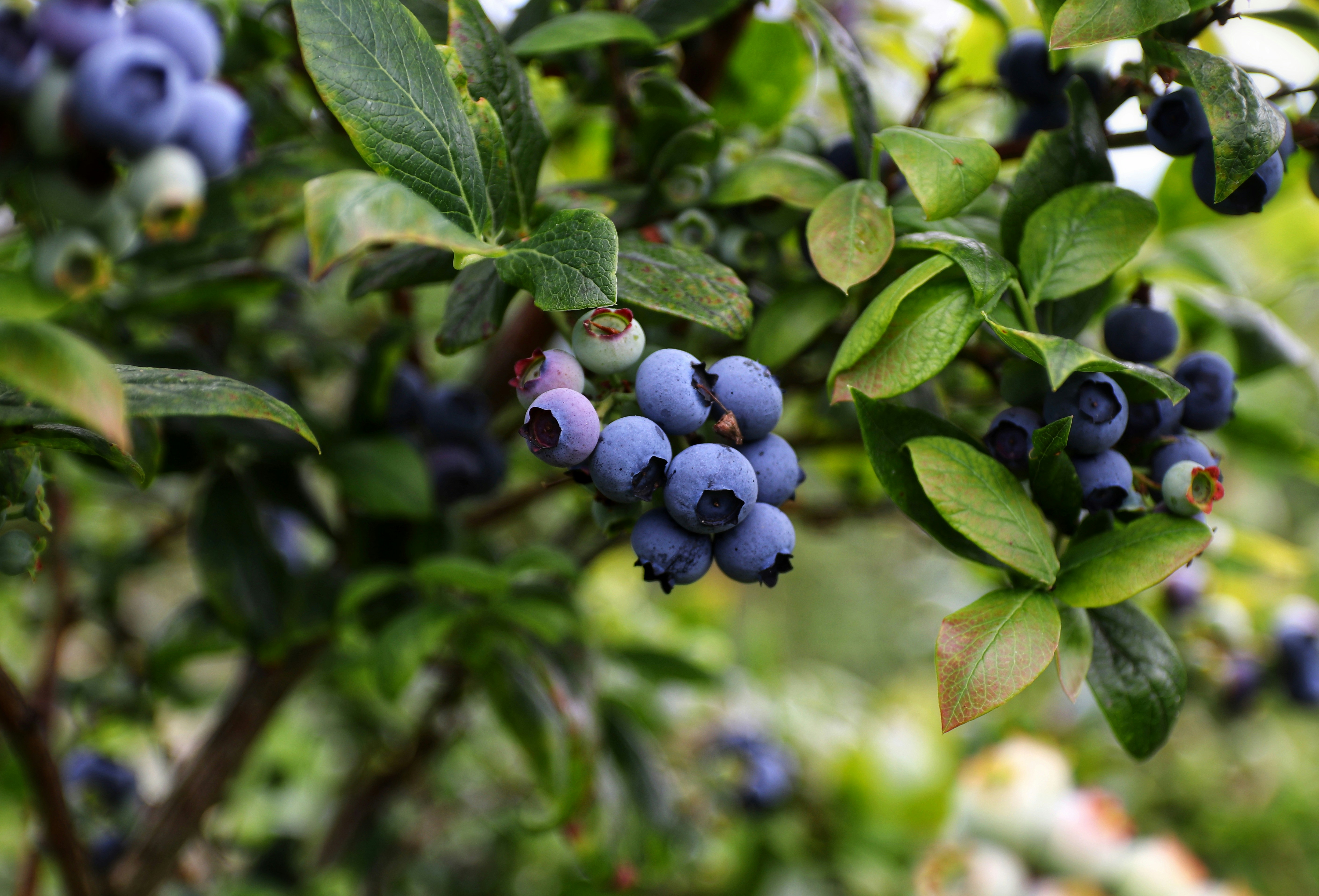 Bushel of blueberries