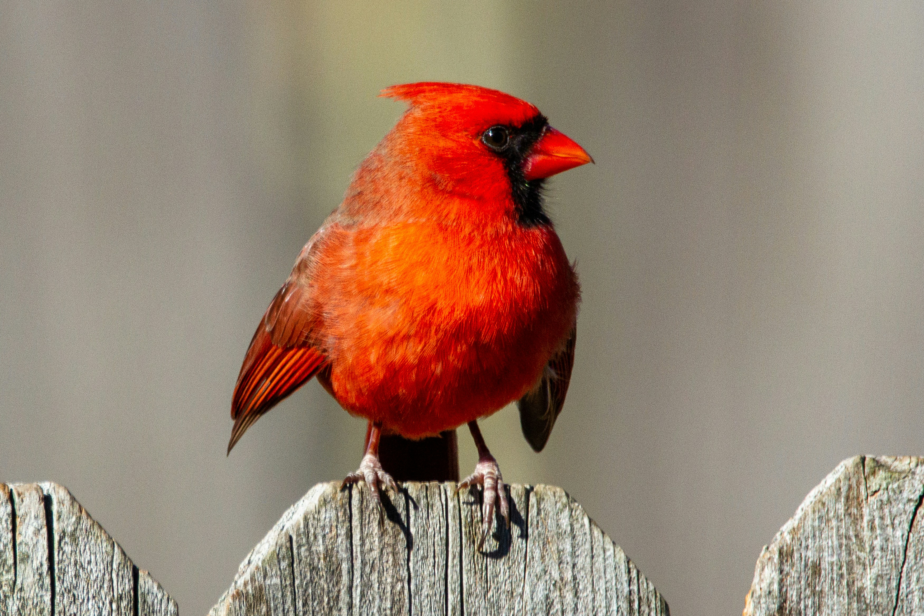 Northern cardinal